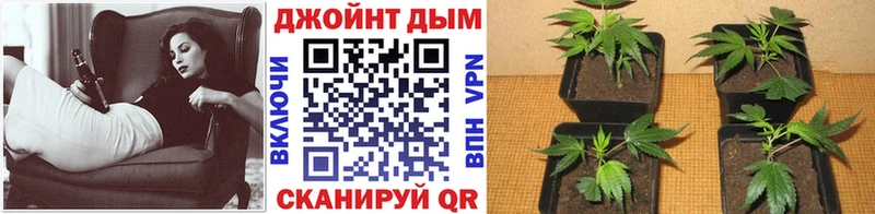 продажа наркотиков  Пятигорск  Бошки марихуана индика 